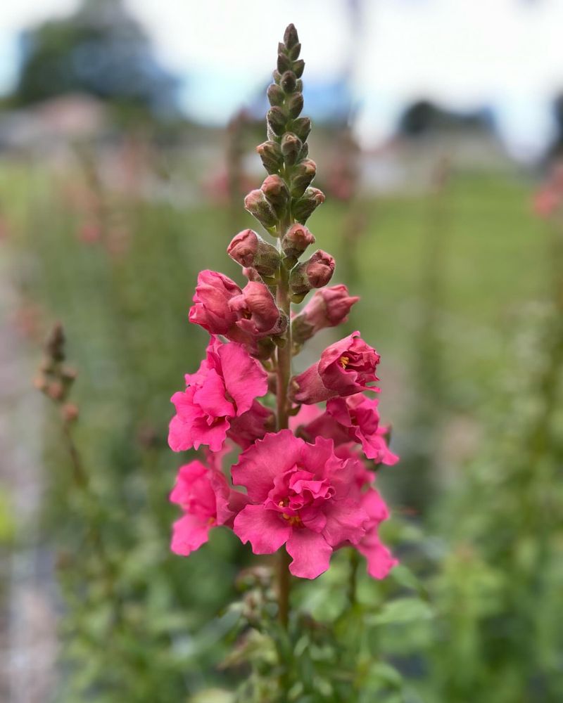 Snapdragon (Antirrhinum)