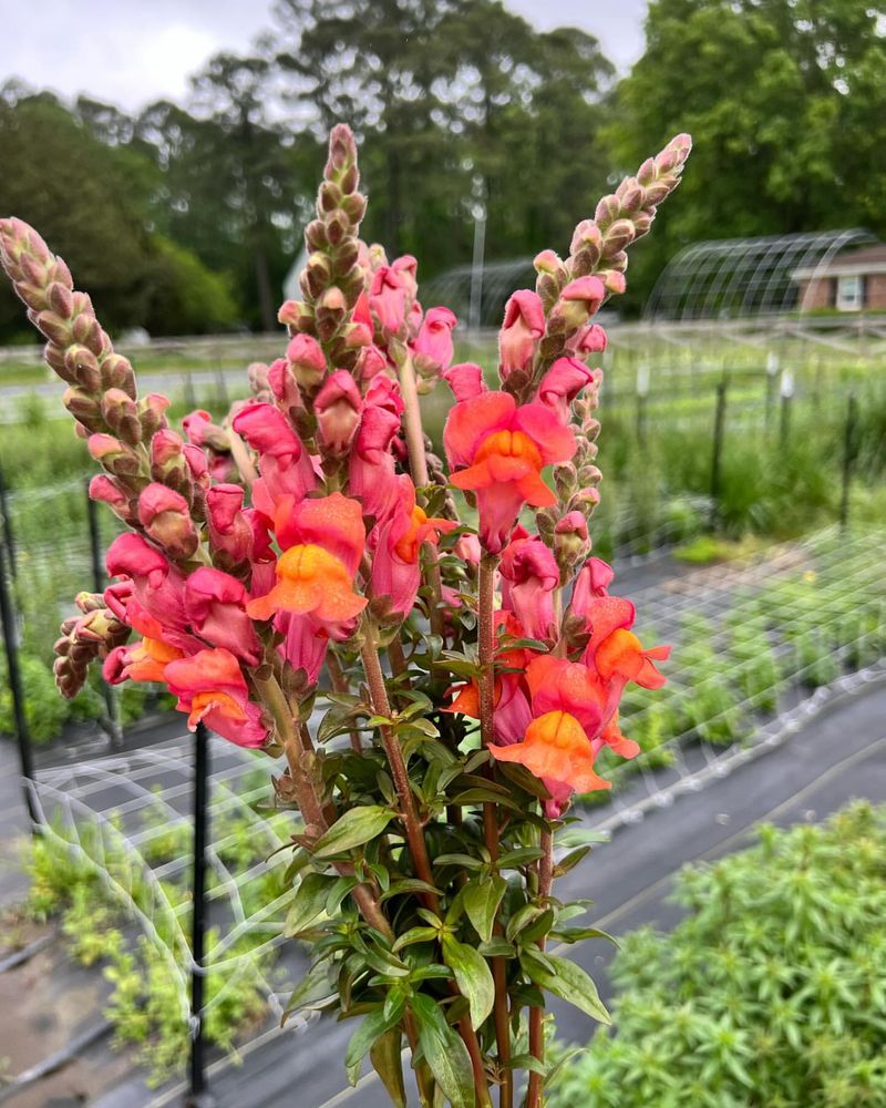 Snapdragon (Antirrhinum)