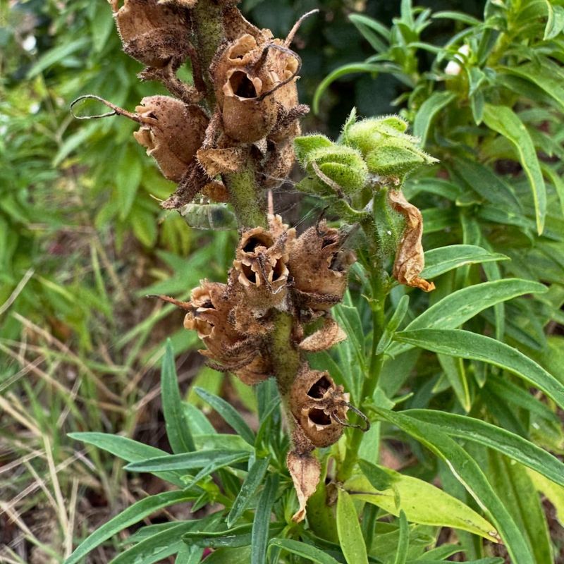 Snapdragon Seed Pod