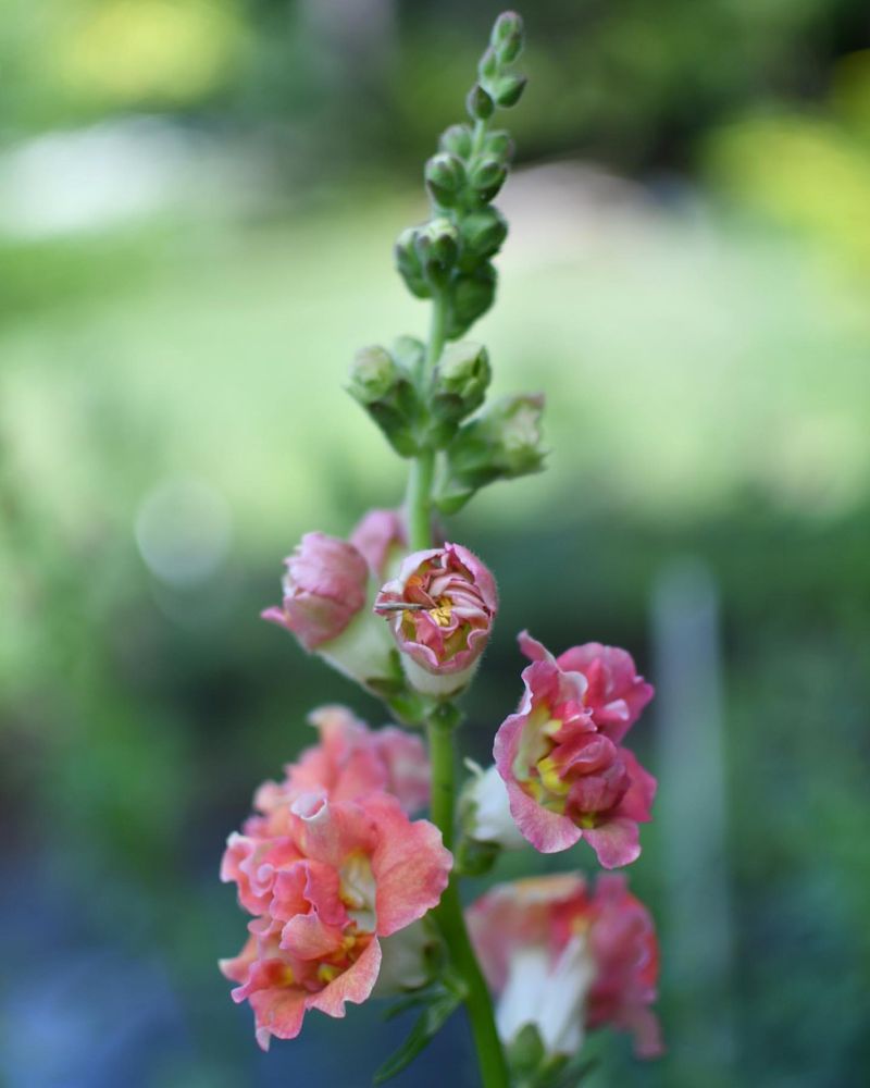 Snapdragons