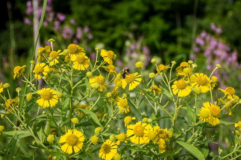 Sneezeweed