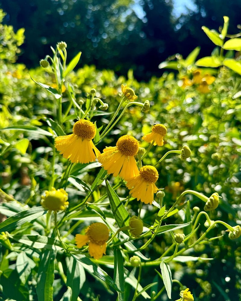 Sneezeweed