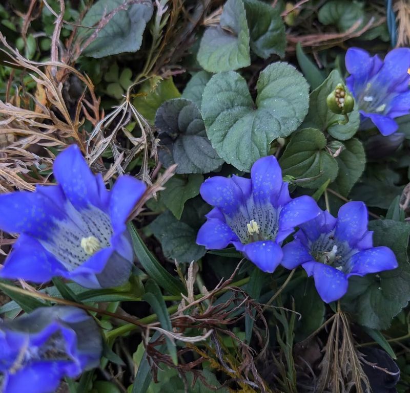 Snow Gentian