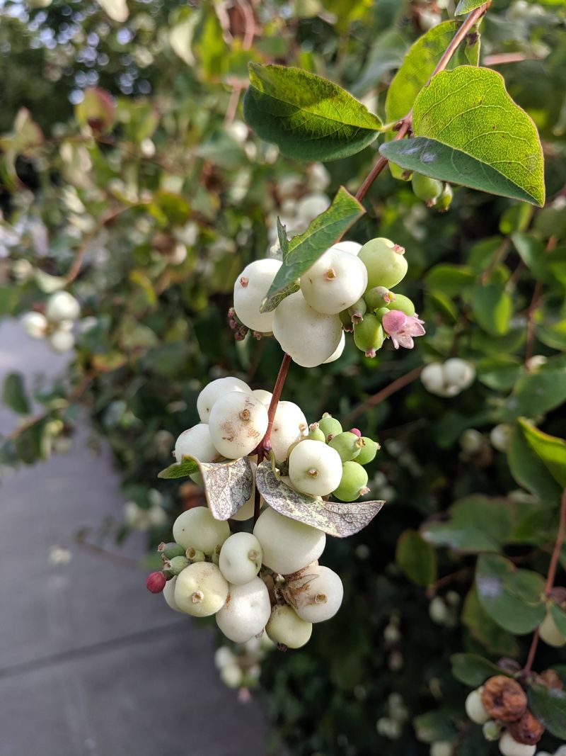 Snowberry