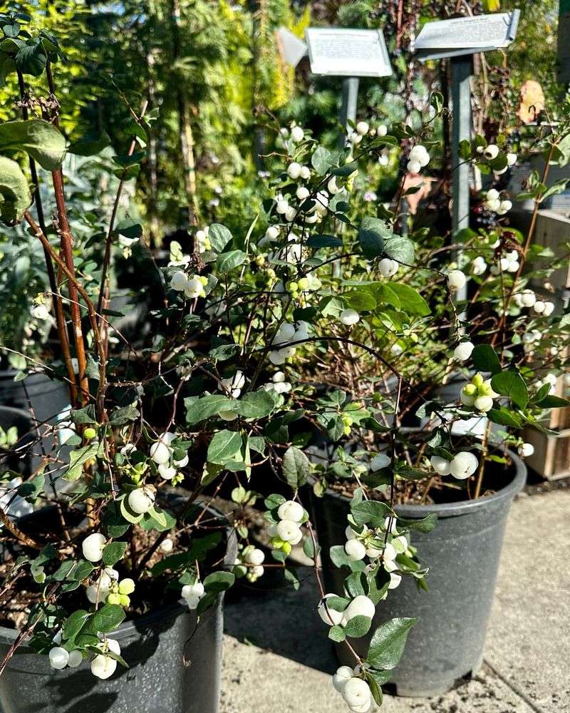 Snowberry Shrub