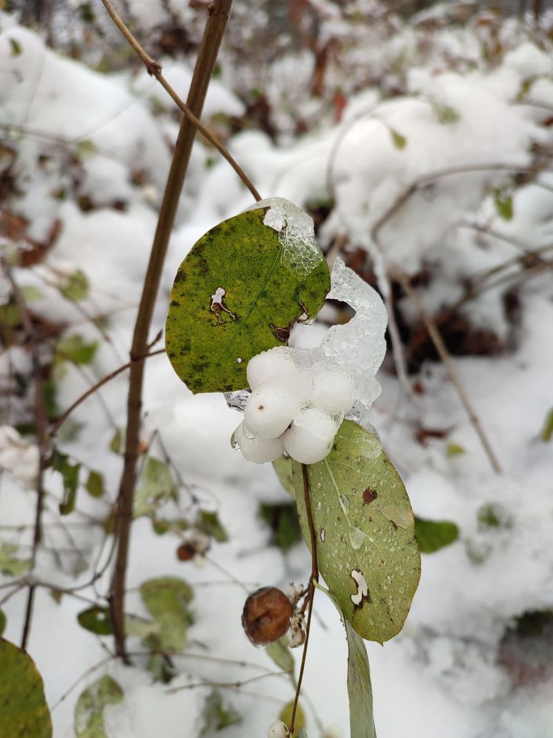 Snowberry