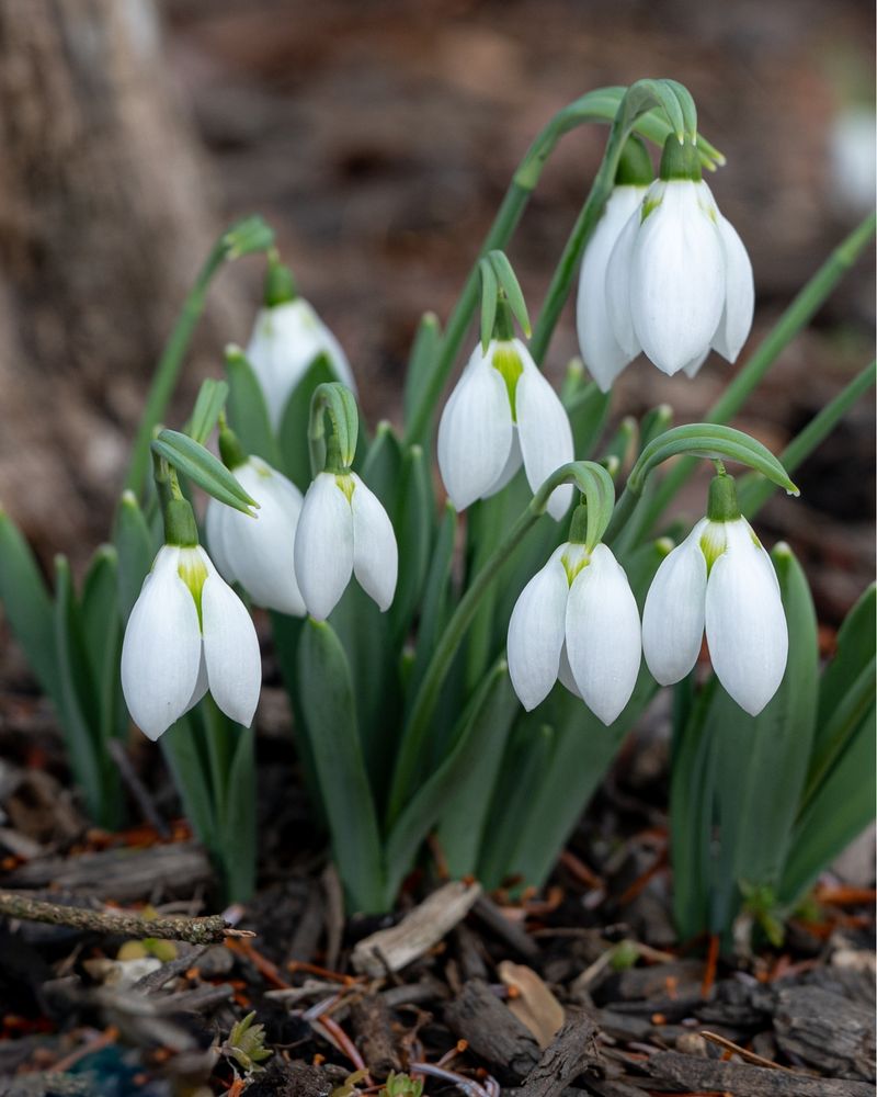 Snowdrop