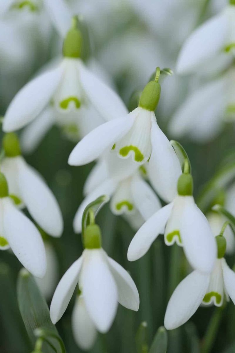 Snowdrop