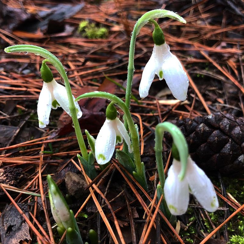 Snowdrop