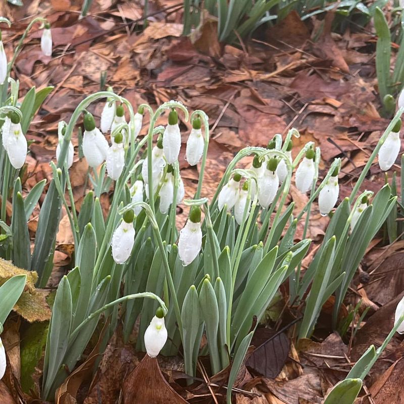 Snowdrops