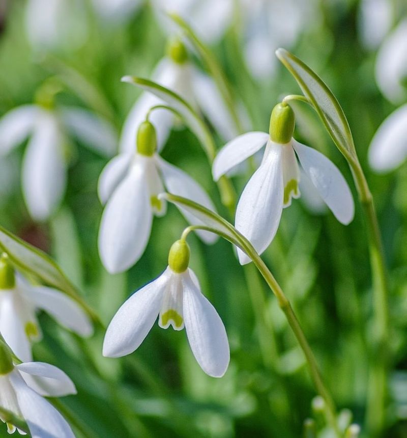 Snowdrops