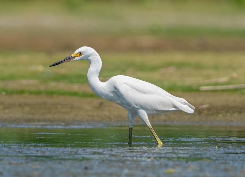 Snowy Egret