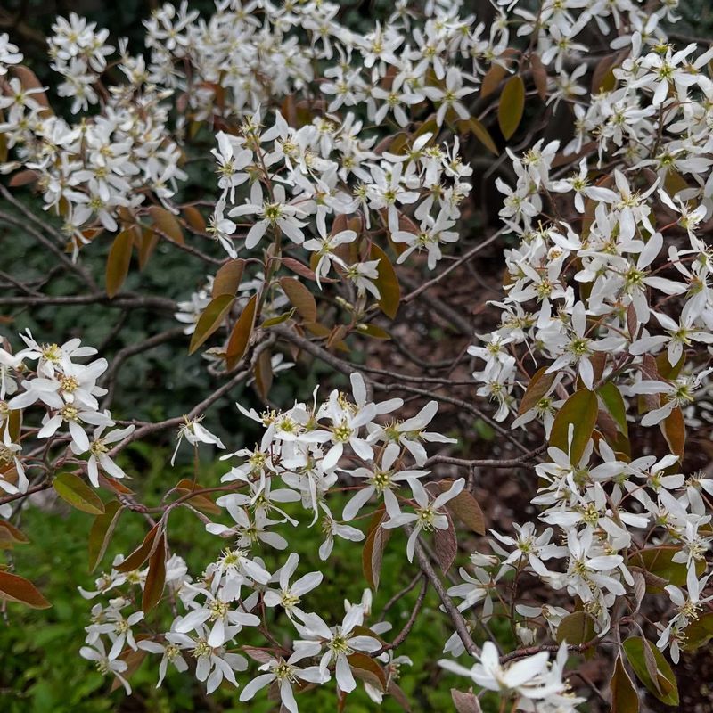 Snowy Mespilus