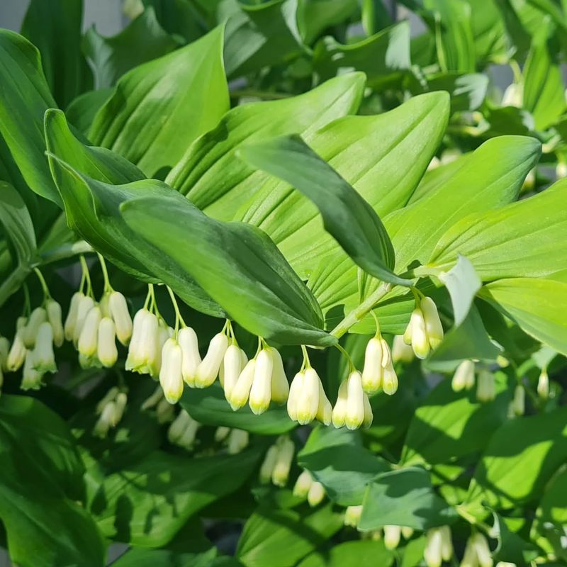 Solomon's Seal