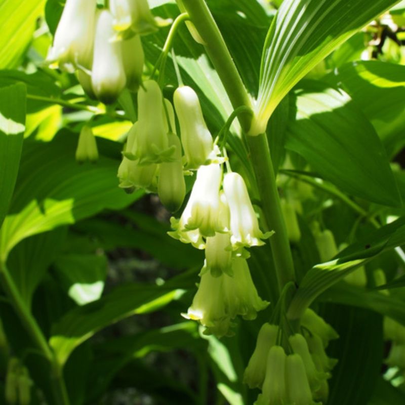 Solomon's Seal