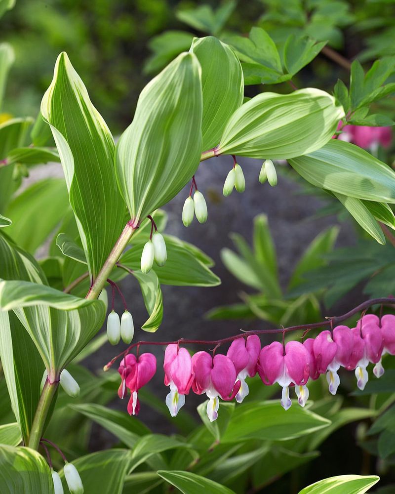 Solomon's Seal