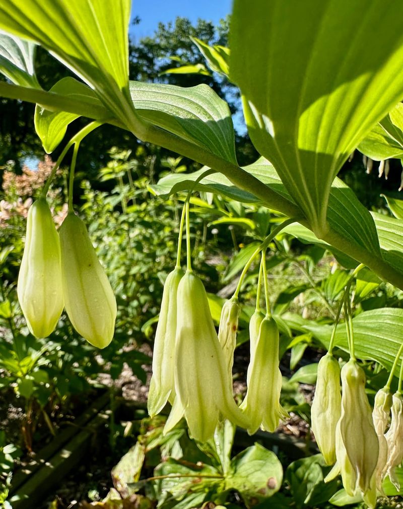 Solomon’s Seal