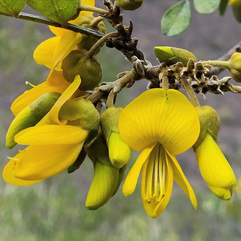 Sophora