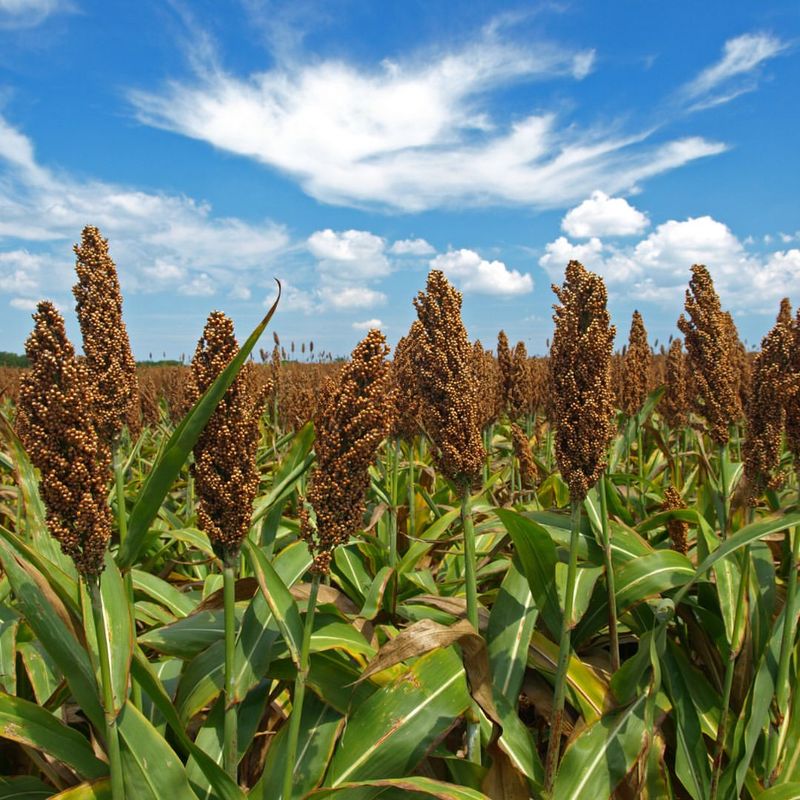 Sorghum