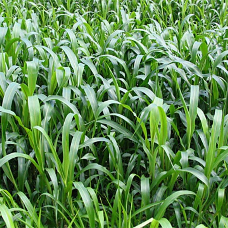 Sorghum Grass