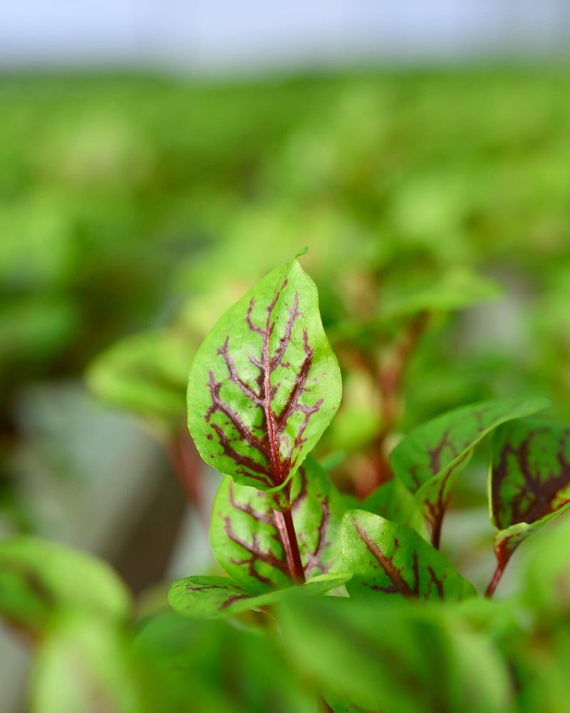 Sorrel