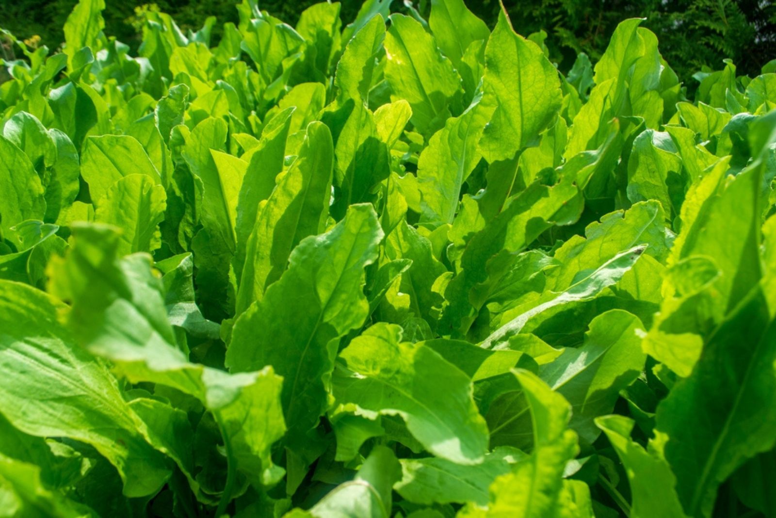 sorrel