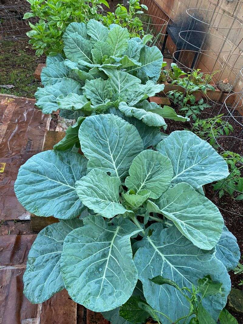 South Carolina: Collard Greens