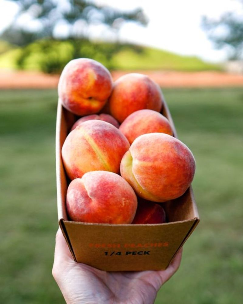 South Carolina: Peach