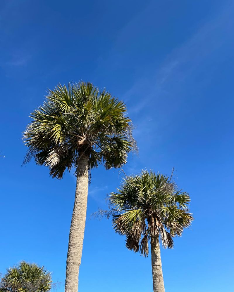 South Carolina: Sabal Palmetto