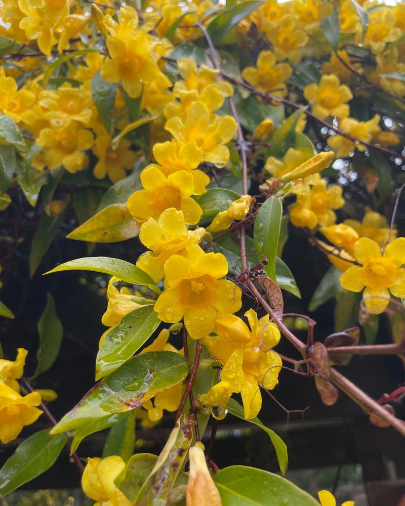 South Carolina: Yellow Jessamine