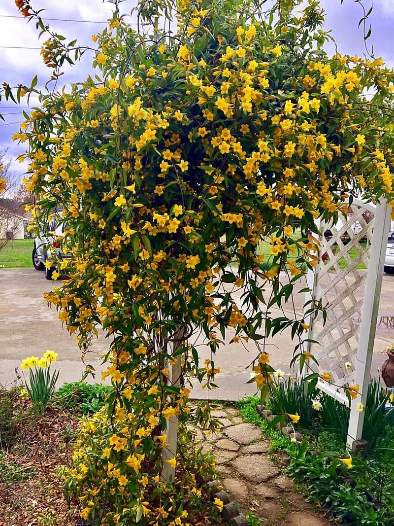 South Carolina - Yellow Jessamine