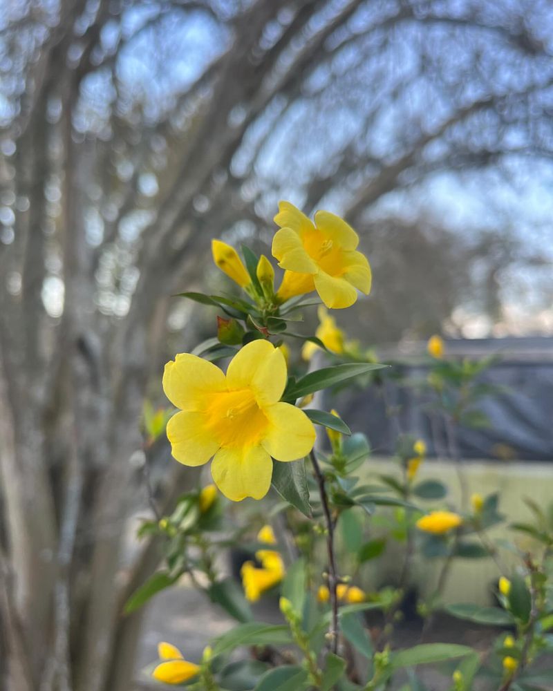 South Carolina: Yellow Jessamine