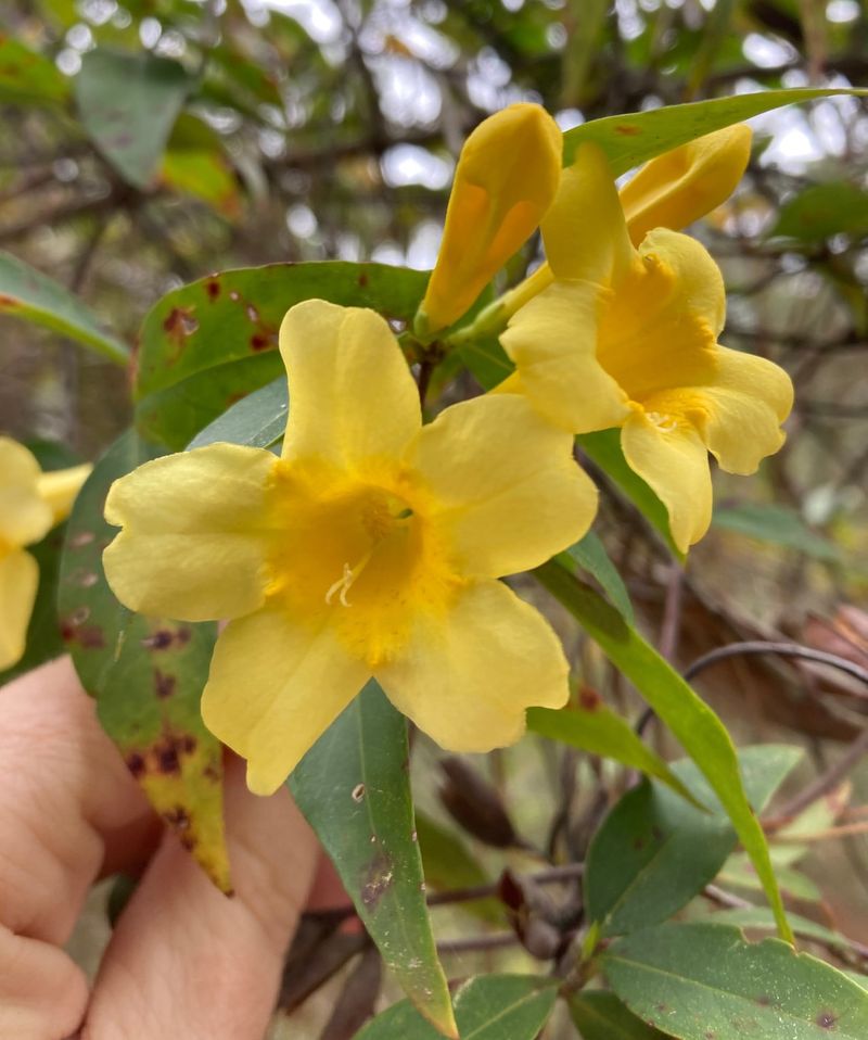 South Carolina - Yellow Jessamine