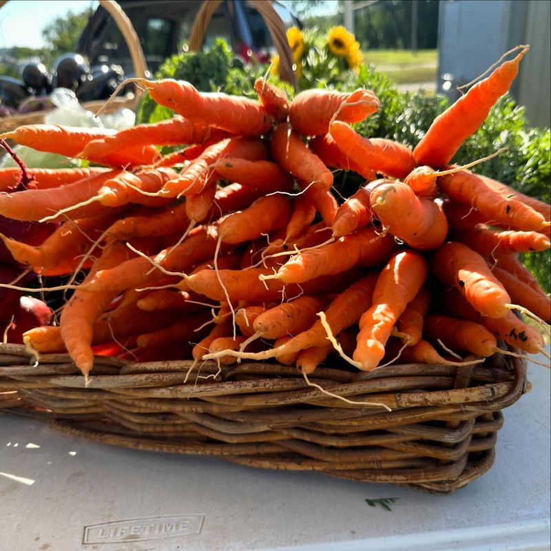 South Dakota: Carrots