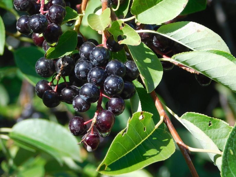 South Dakota: Chokecherry