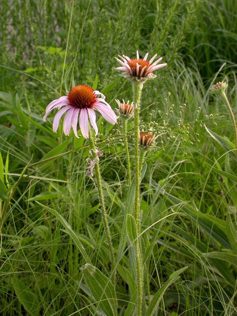 South Dakota: Echinacea