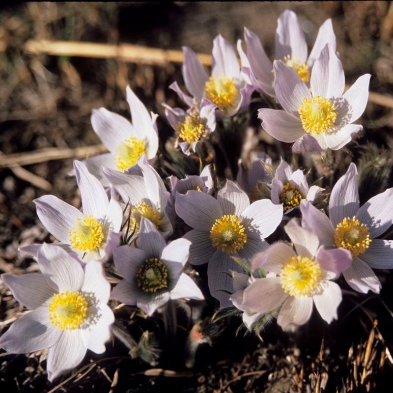 South Dakota: Pasque Flower