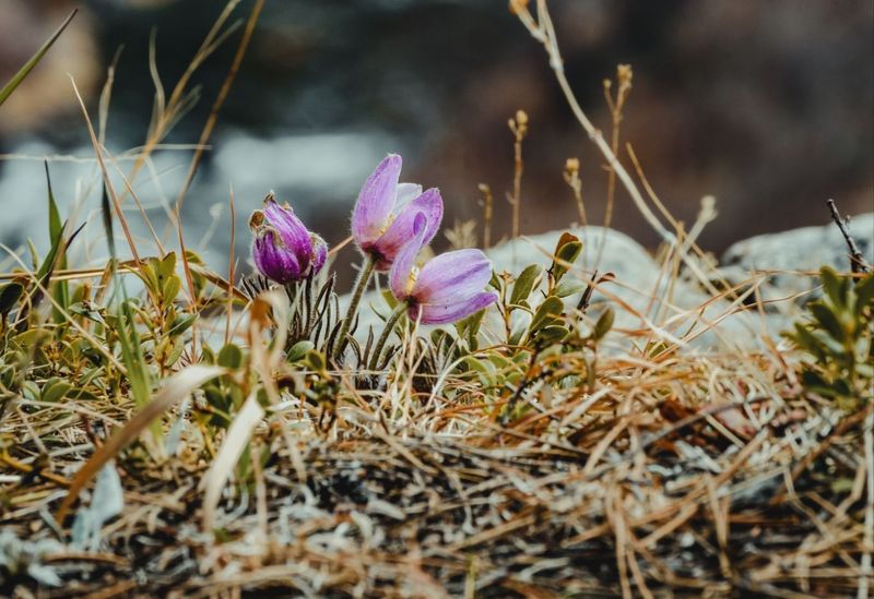 South Dakota - Pasque Flower