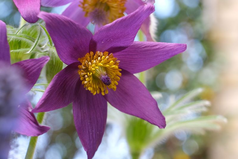 South Dakota - Pasque Flower