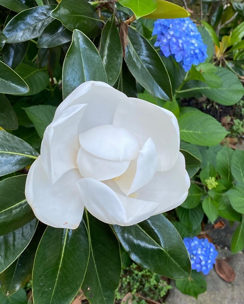 Southern Magnolia