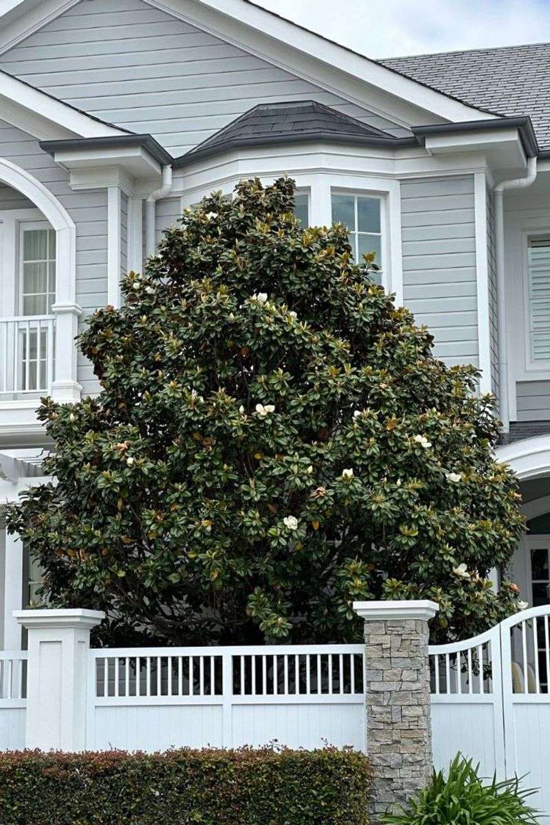 Southern Magnolia