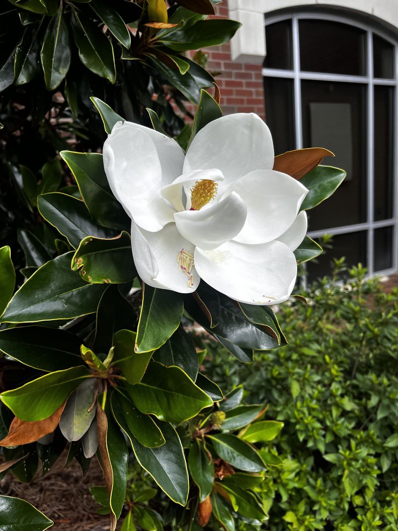 Southern Magnolia