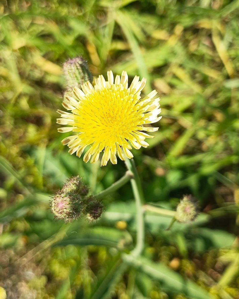 Sow Thistle