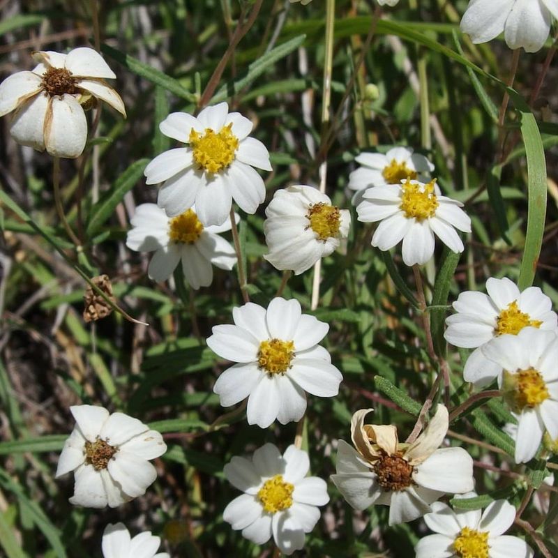 Spanish Daisy