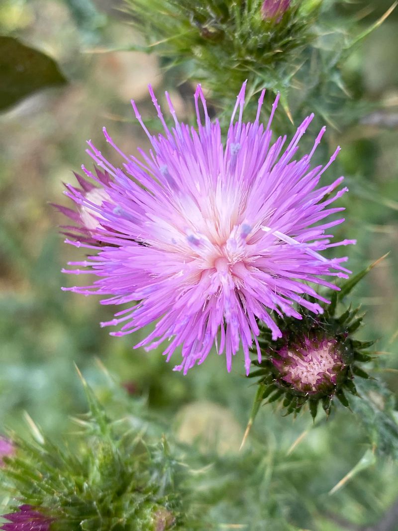 Spanish Thistle