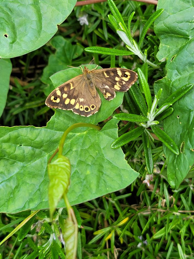 Speckled Wood Butterfly