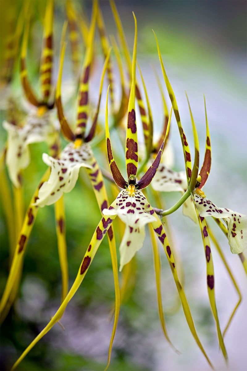 Spider Orchid