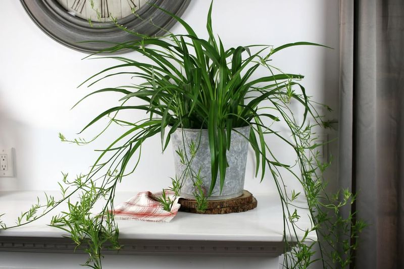 Spider Plant