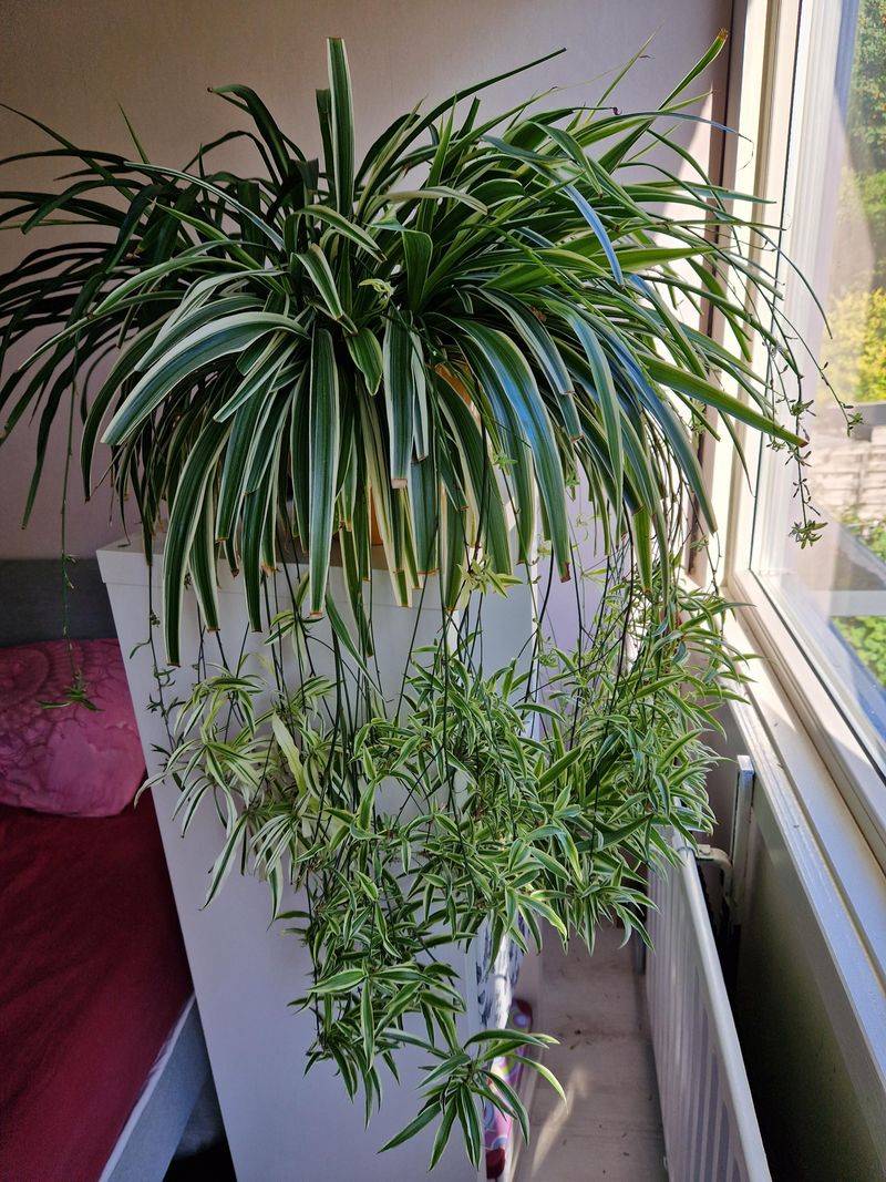 Spider Plant