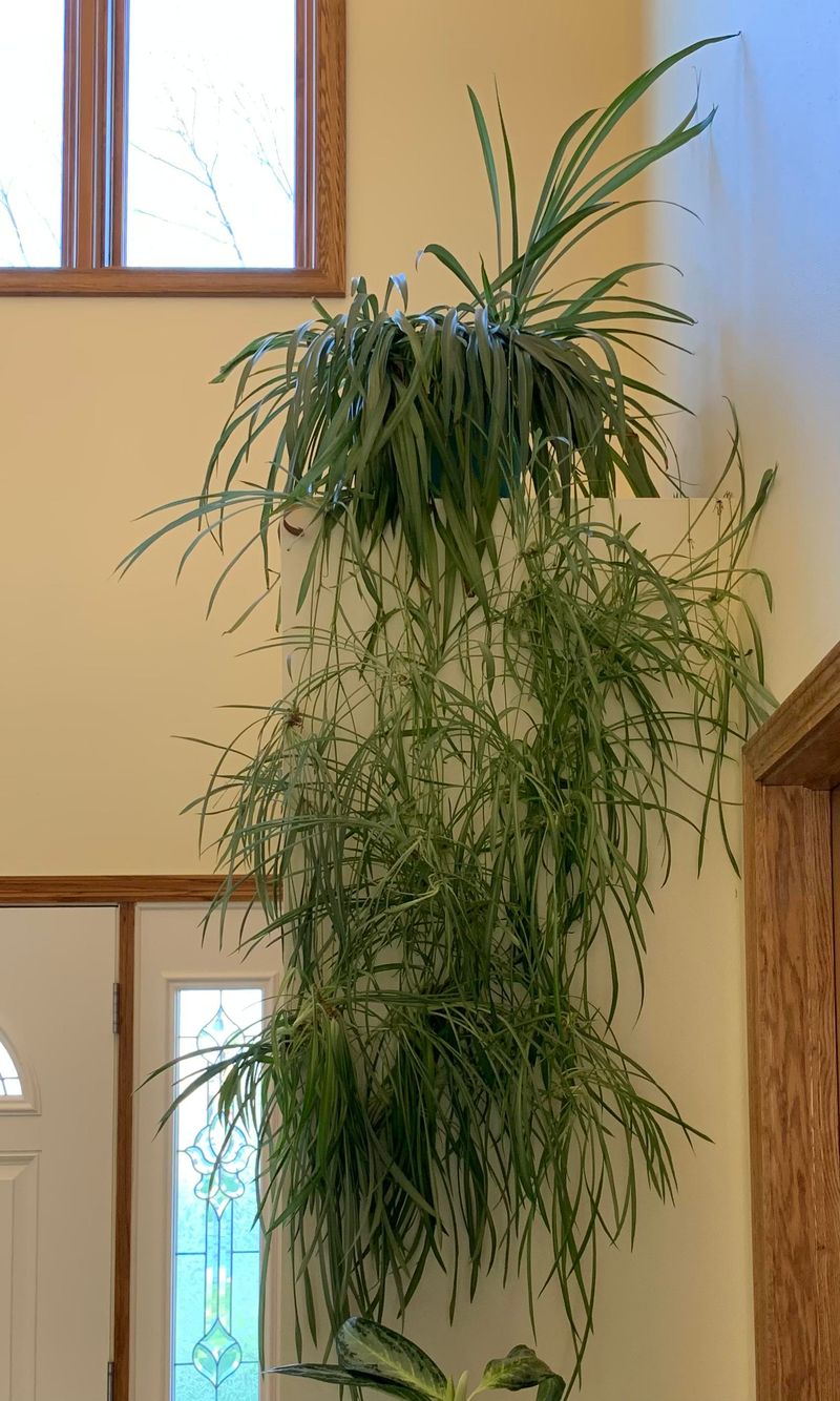 Spider Plant